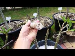 Plumeria Stecklinge Bewurzeln Plumeria Pflege Pflegetipps Infos Und Tricks Plumeria Pflege Pflanzen Stecklinge