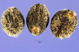 Image result for Ipomoea pes-tigridis