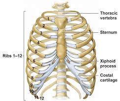 The rib cage protects the organs in the thoracic cavity, assists in respiration, and provides support for the upper extremities. Rib Cartilage Injury Masnad Health Clinic