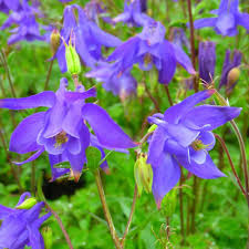 Image result for Aquilegia vulgaris Tower Mix