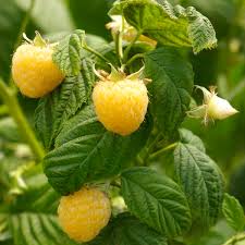 The berries are most often used in the following ways: Gold Raspberry Anne Rubus Hybrid My Garden Life
