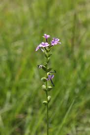 Image result for Buchnera libenii