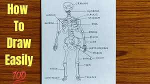 Human skeleton, the internal skeleton that serves as a framework for the body. How To Draw A Diagram Of Human Skeleton Easily Step By Step Youtube
