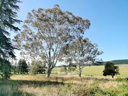 Image result for Eucalyptus tereticornis