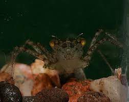 We did not find results for: Dragonfly Larva Blue Dasher Pachydiplax Longipennis Bugguide Net