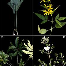 Image result for Erythrocephalum decipiens