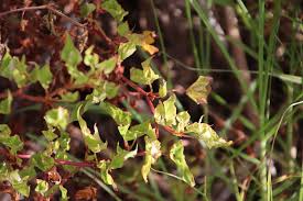 Image result for Rumex sagittatus