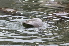 The center will close at 3pm on thanksgiving day and will be closed on christmas eve, christmas day and easter. Manatee Viewing Center At Tampa Electric S Big Bend Power Station