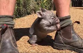 All are members of the family vombatidae. Unheimlich Suss Kennt Ihr Schon Dieses Kleine Baby Wombat Schlappohr