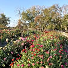 Check spelling or type a new query. A New Grower S Guide To Selling Flowers At A Farmers Market