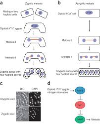 Which animal cell type undergoes meiosis. Synchronized Fission Yeast Meiosis Using An Atp Analog Sensitive Pat1 Protein Kinase Nature Protocols