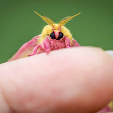 We did not find results for: Moths Of North Carolina