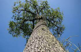 These trees are so incredibly large that just one can produce a whopping 250 pounds of nuts in a year and live to be 500 to 800 years old. Sources Of Aflatoxin Found For Brazil Nuts Scidev Net