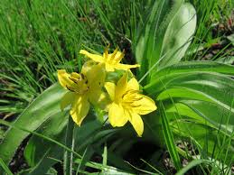 Image result for Hypoxis hemerocallidea