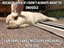 Work out your income and expenditure. Rabbit Owner Explains Why You Shouldn T Get Your Kids A Bunny For Easter Artfido