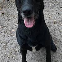 Pawrade connects pawsome people like you with happy, healthy puppies from our respected, prominent breeder relationships we've established over the last 15 years. Labrador Retriever Puppies For Sale In Orlando Florida Adoptapet Com