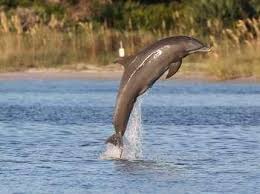 Jarvis answers questions from the media. Atlantic Bottlenose Dolphin U S National Park Service