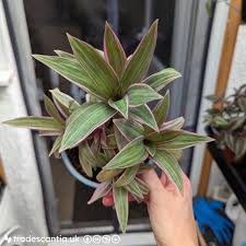 Image result for Tradescantia spathacea