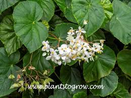 Image result for Begoniaceae