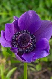 But there is one particular type with very dark purple flowers, allium atropurpureum, that blooms in june. A List Of 48 Flowers That Bloom In May With Pin Worthy Pictures Gardenerdy