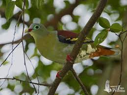 Image result for Erythrocephalum decipiens