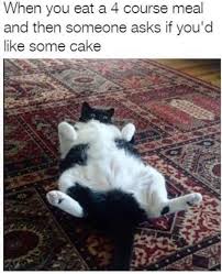 Adopt A Pet Com On Instagram What Thanksgiving Will Be Like Stuffwithcats Caturday Catgram Fatcat Fatt Best Cat Memes Cat Memes Cats