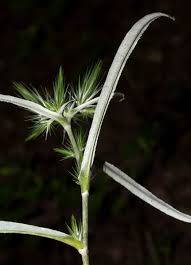 Image result for Macledium sessiliflorum