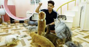 Terdapat banyak manfaat dan kebaikan yang boleh kita perolehi apabila kita membela dan menyayangi kucing. Johan Si Papa Kucing