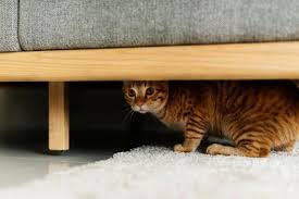 Why Is My Cat Afraid Of Me How To Understand A Scared Cat In 2020 Cat Hiding Cat Behavior Cat Care