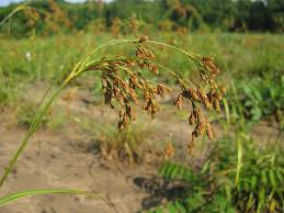 Image result for Buchnera prorepens