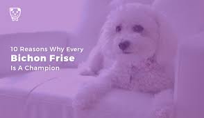 Maybe you would like to learn more about one of these? 10 Reasons Why Every Bichon Frise Is A Champion
