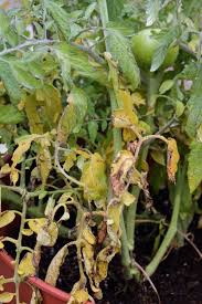 Maybe you would like to learn more about one of these? Why Are Leaves On My Tomato Plants Turning Yellow Plant Leaves Turning Brown Yellow Leaves On Tomato Plants Tomatoes Plants Problems