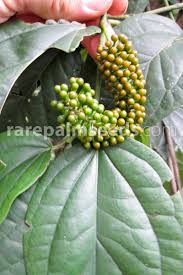 Image result for Piper guineense