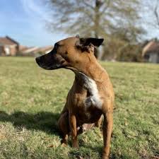 Well pet clinic near me. Well Pets Veterinary Clinic 10 Photos 22 Reviews Veterinarians 7400 Carlisle St Irmo Sc Phone Number