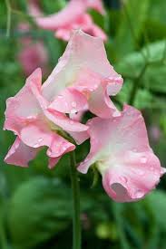 Sweet Pea Valerie Harrod Mid June By Alan Buckingham Sweet Pea Sweet Flowers