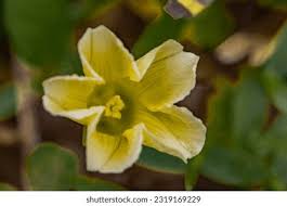 Image result for Hibiscus aethiopicus