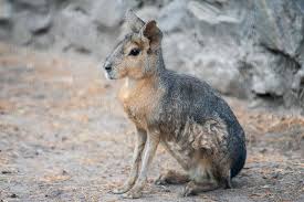 Image result for Dolichos pseudocajanus