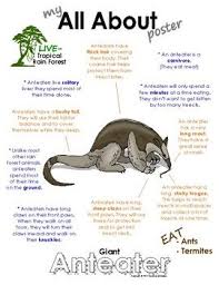 My All About Giant Anteaters Book Tropical Rain Forest Jungle Animals Giant Anteater Rainforest Animals Rainforest