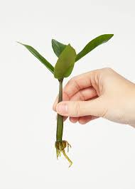 Just be patient and change the water about once a week as some plants take longer to root than others. Wild Interiors How To Propagate A Zz Plant
