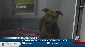 Welcome to gainesville pet rescue. Free Pet Adoption Event Ncfl Sees Opposite Of Increased Pet Returns Trend