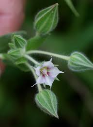 Image result for Trichodesma zeylanicum