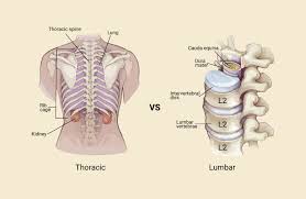 Image result for Lumbar vertebrae