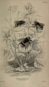 Image result for Entomology Studies