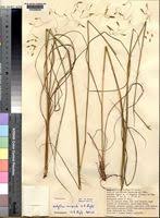 Image result for Urelytrum agropyroides