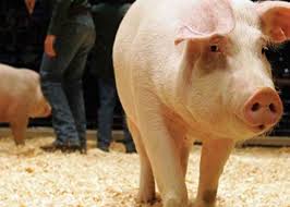 We did not find results for: Ordinul Lui Daea Cu Limitarea NumÄƒrului De Porci Verificat Agroinfo Ro