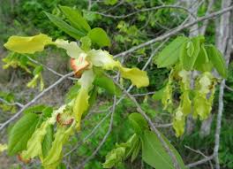 Image result for Monodora