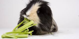 Some owners do this to make the celery a little easier for their dog to chew, especially if they leeks are part of the allium family (which also includes onion, chives, and garlic) and are poisonous to dogs and cats. Can Guinea Pigs Eat Celery Pet Care 4 All