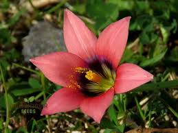Image result for Romulea