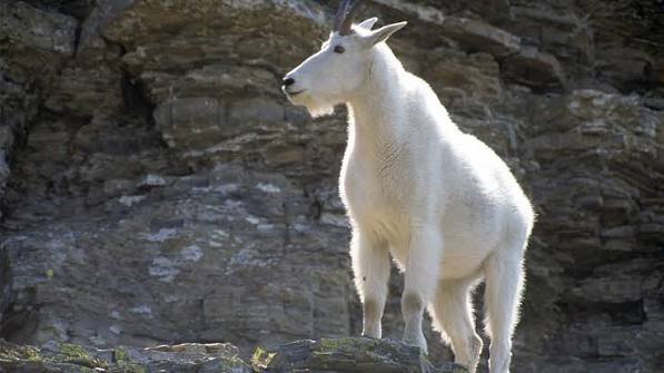Hunting Mountain Goats | MeatEater Hunting