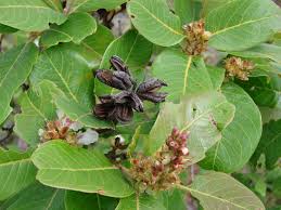 Image result for Vahlia dichotoma